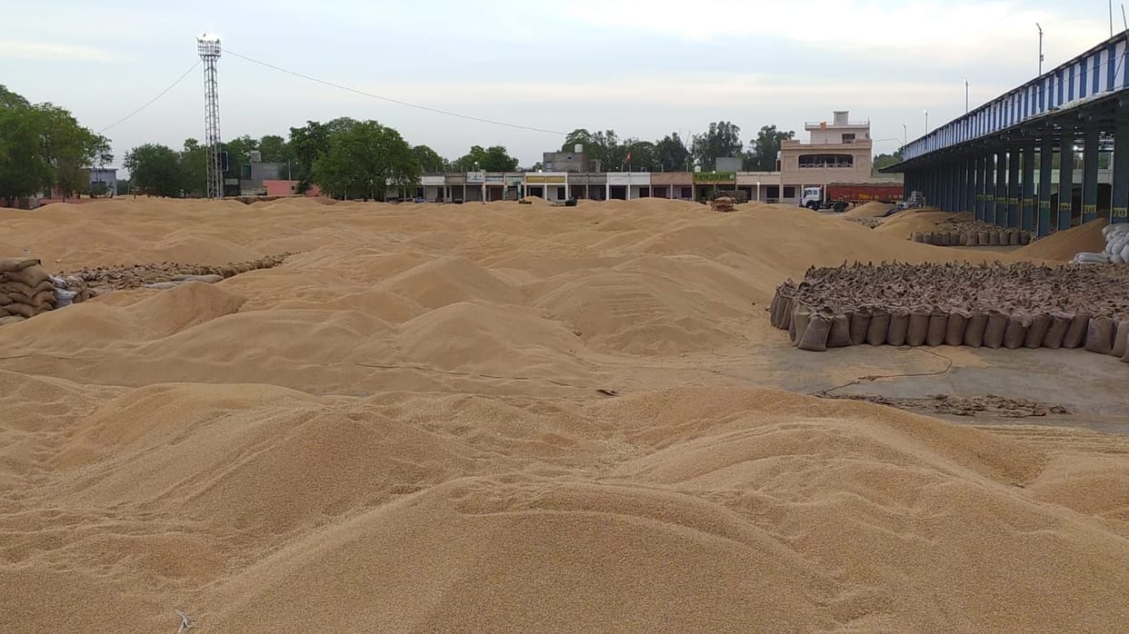30 lakh quintals of wheat lying in the open in mandis, drizzling increased the concern of farmers