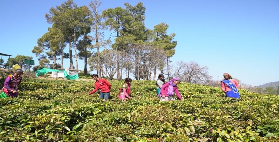 Tea Board gave employment to more than three thousand women