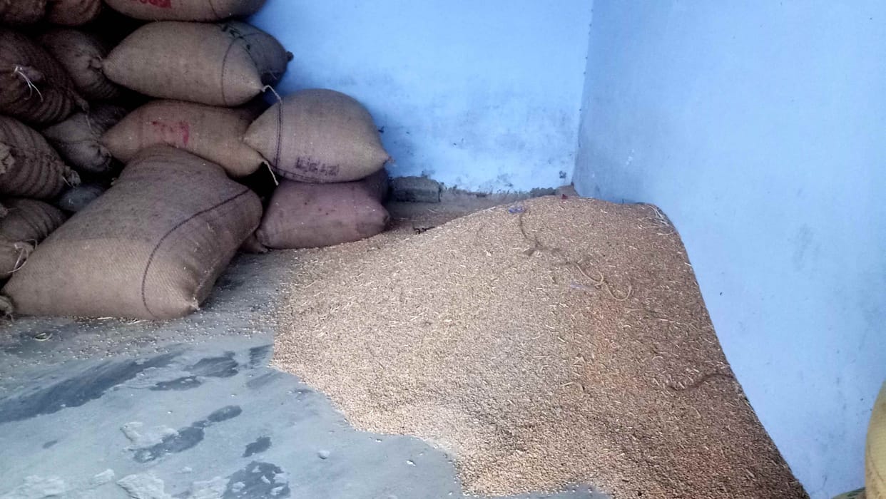 kota wheat sell on market