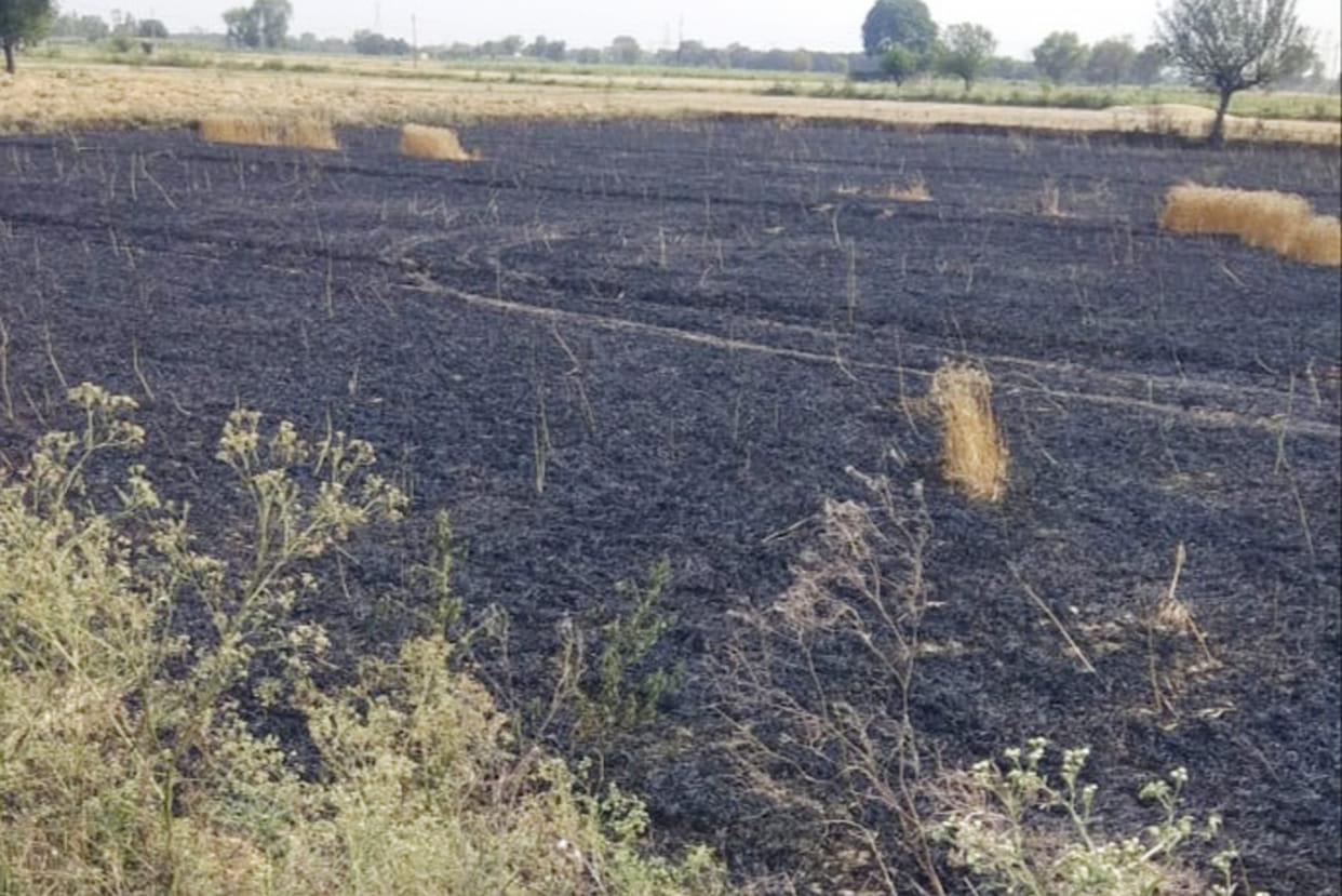 Eight bighas of wheat crop burnt due to fire