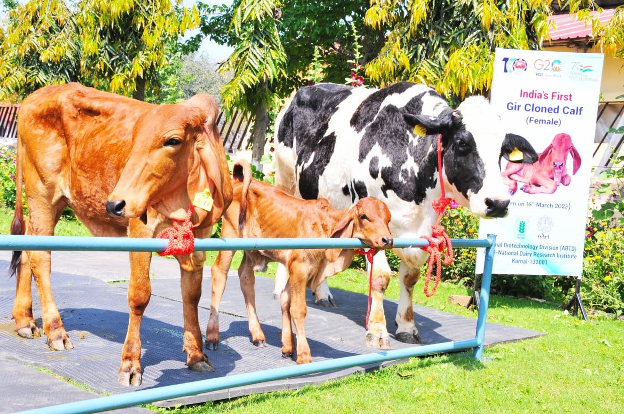 Animal clone technology of NDRI is much cheaper than foreign technology