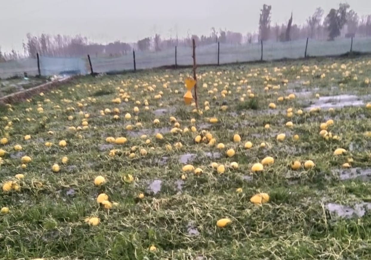 damage to many crops
