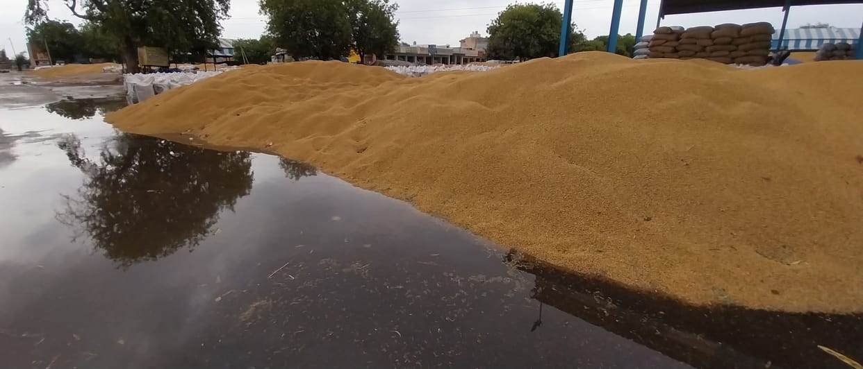Rain soaked 50 thousand quintals of mustard and wheat in the market