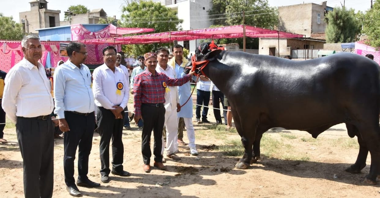 Rajendra Panipat's jhota and buffalo first in the exhibition