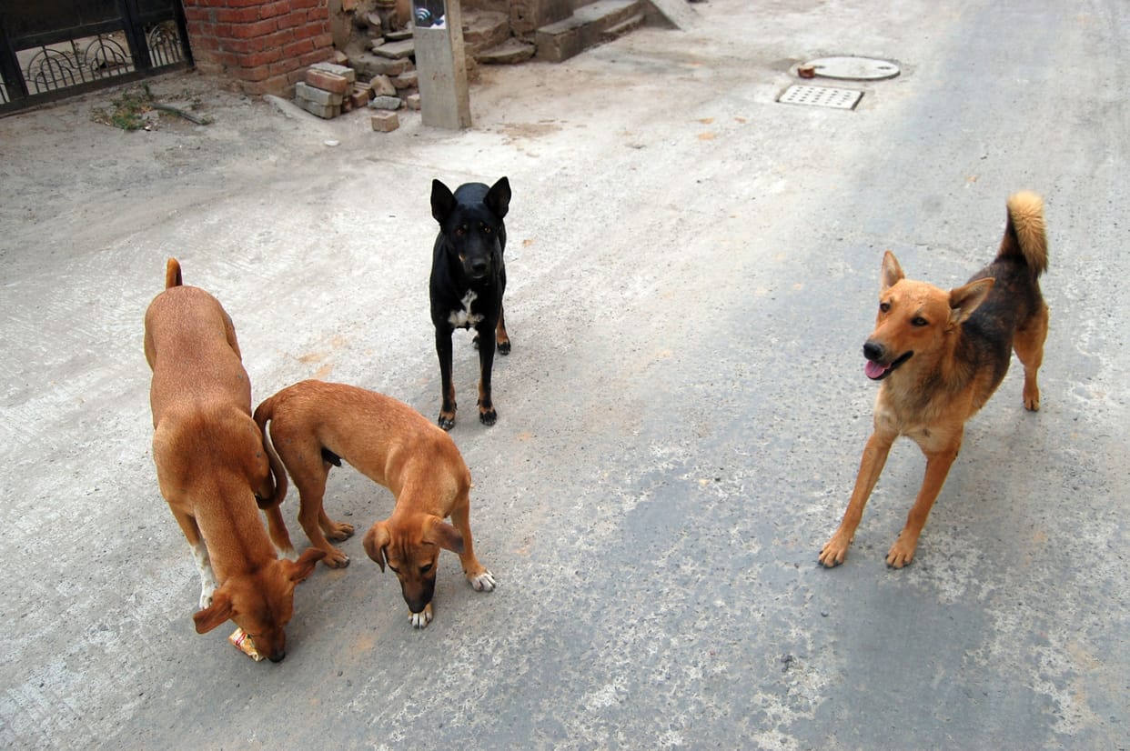 No anti rabies injection in civil hospital for one month