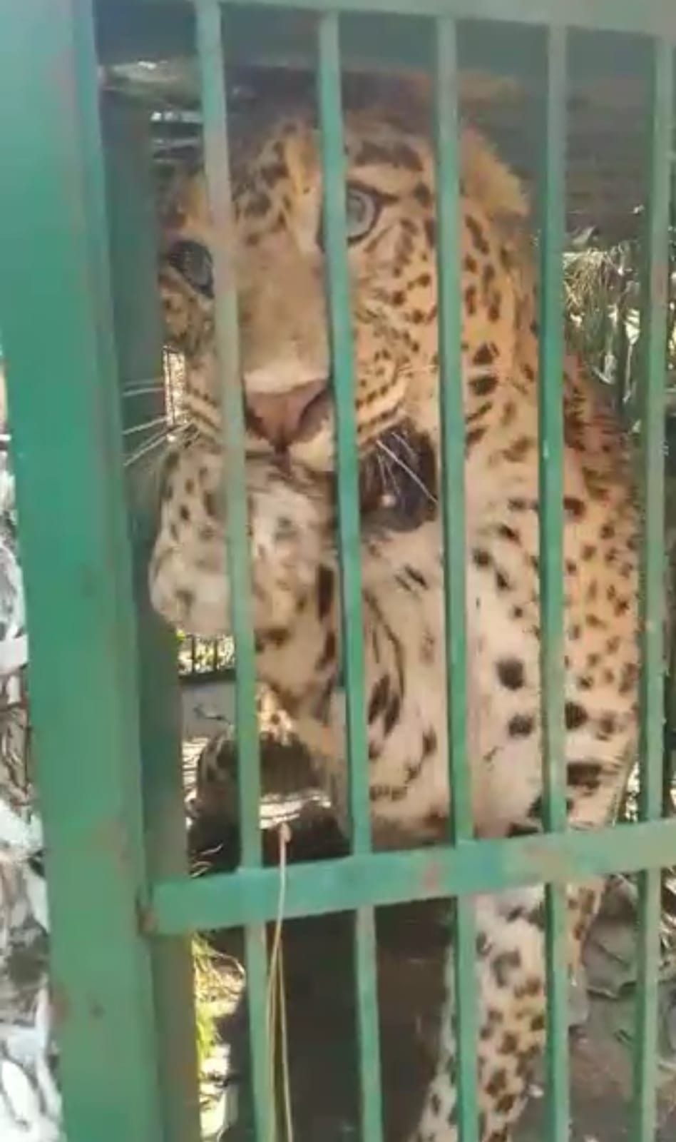 Leopard imprisoned in cage in Wrangel people heaved a sigh of relief Almora Uttarakhand news in hindi