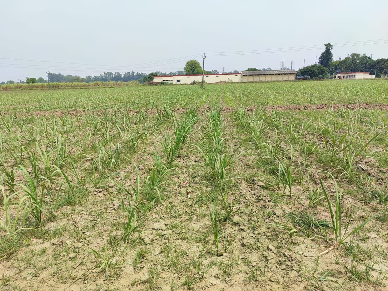 Cane Researche in Kashipur