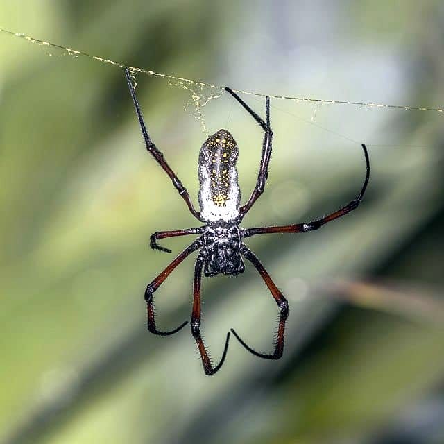 52 species of spiders discovered in Dudhwa Tiger Reserve