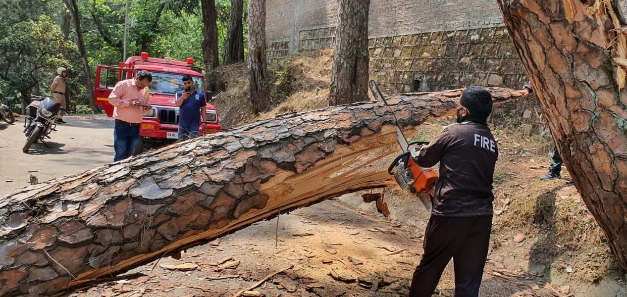 The pine tree stopped the wheels of vehicles
