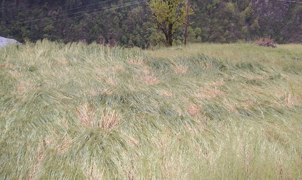 Wheat crop spread in the fields due to rain