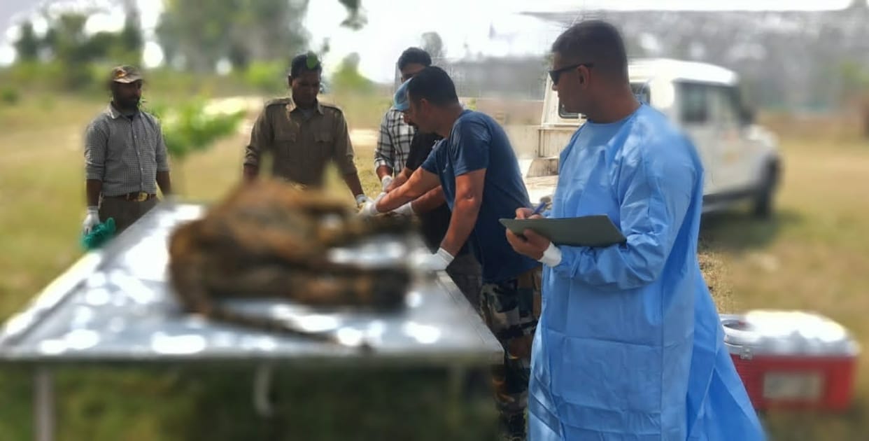 Tiger found injured in Malkund died during treatment