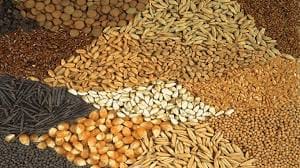 Farmers will get ragi and kodra and other seeds on subsidy