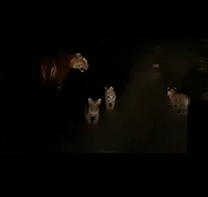 Now tigress seen with three cubs, panic in Kalagarh