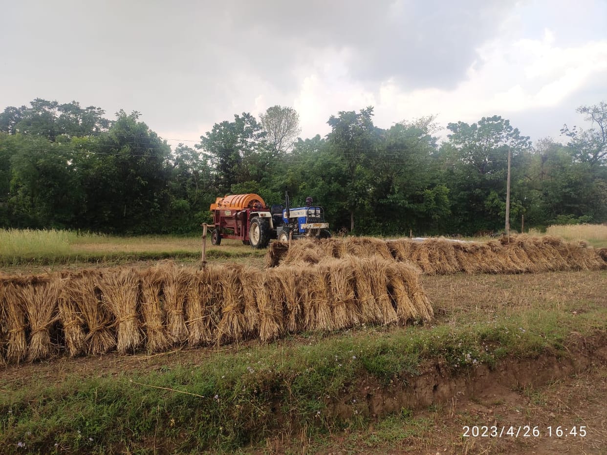 Hit by the weather: Wheat soaked in the fields