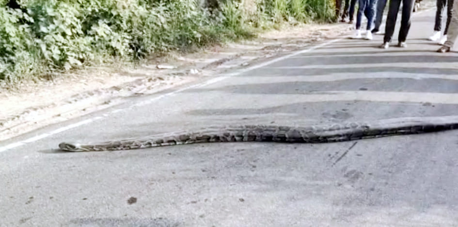 Till the python did not cross the road, it was jammed