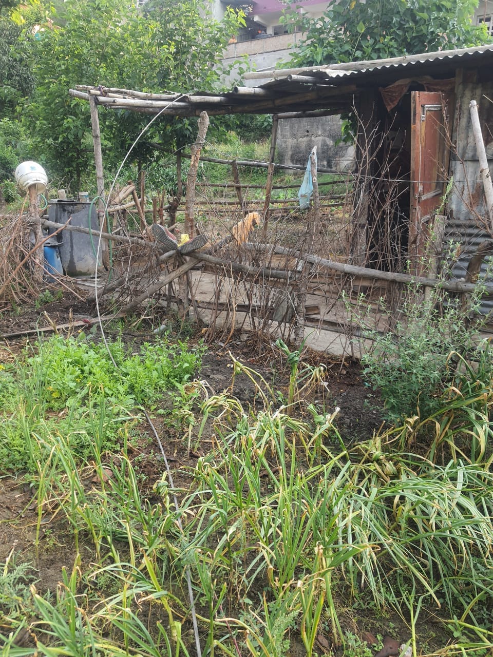Three buffalo died due to breaking of electric wire