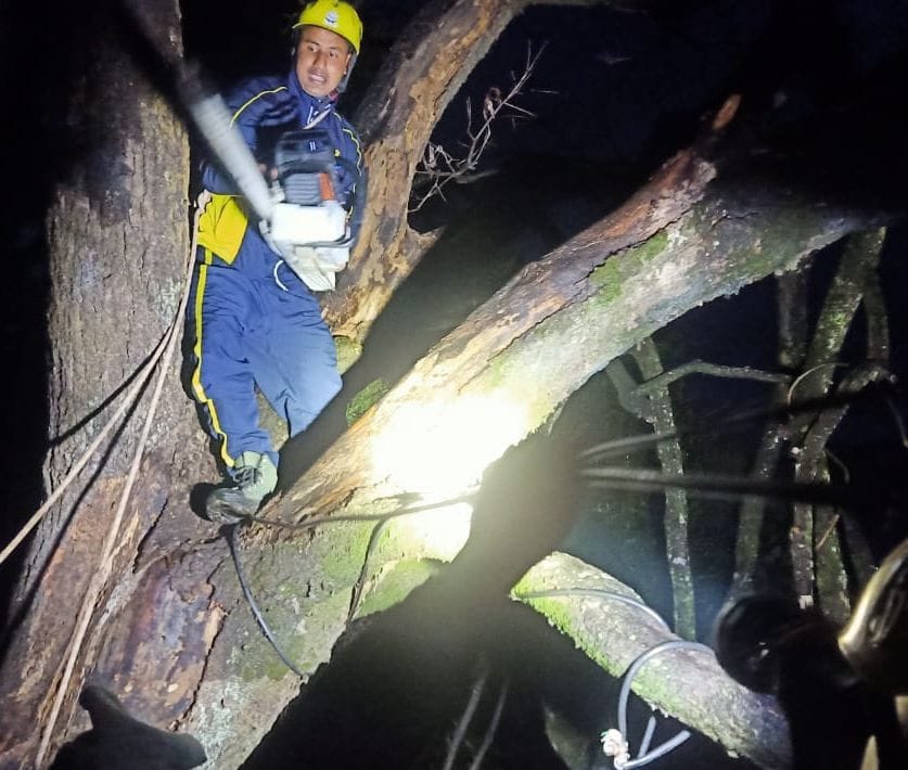 Tree fell on Pindari Marg at night