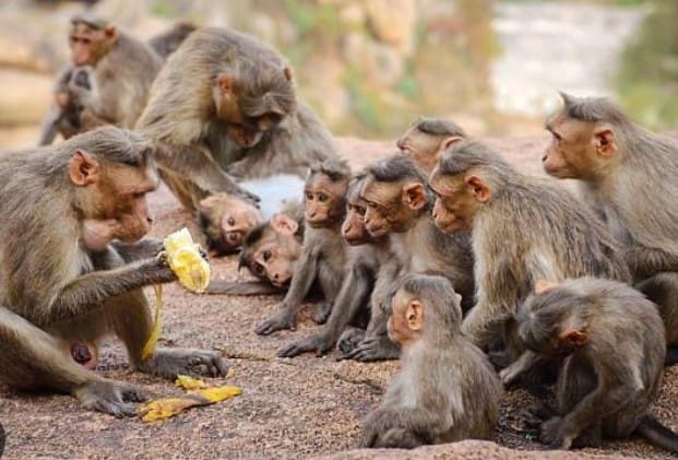Municipal President and Board want such a person get rid of menace of monkeys