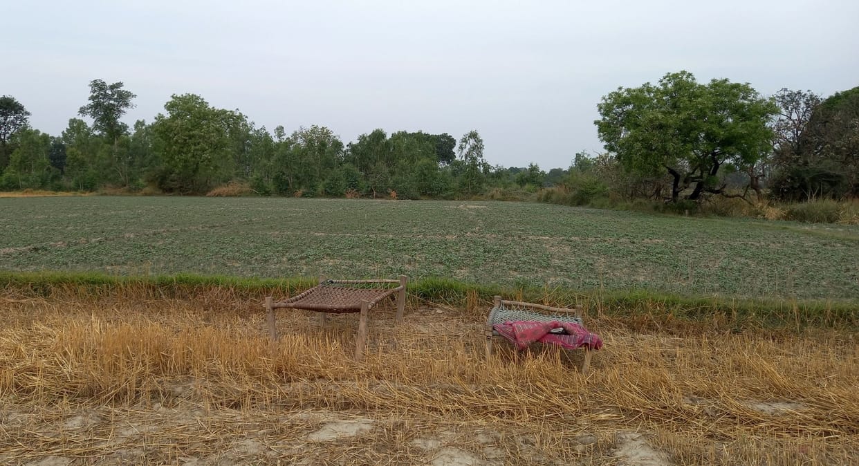 Farmers upset due to the terror of forest