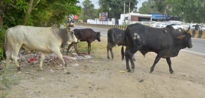 Cow shelter full...bulls roaming on the streets