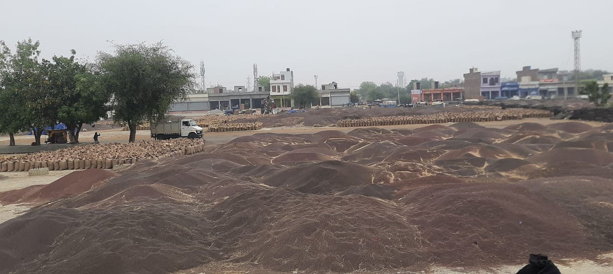 Hafed stopped mustard purchase, officials did not get any instructions for purchase