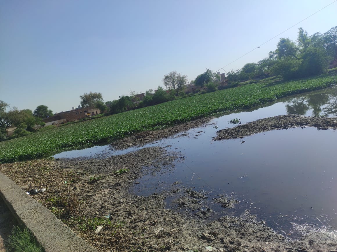 Along with beautifying 98 ponds, plants will be planted on the banks