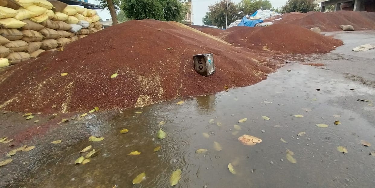 70 thousand quintals of mustard and wheat soaked in rain due to rain