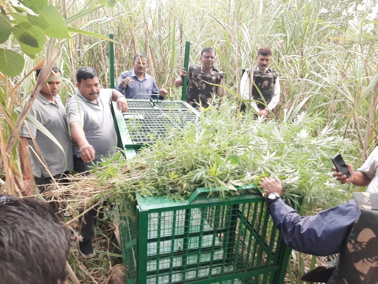 Cage installed to catch Guldar