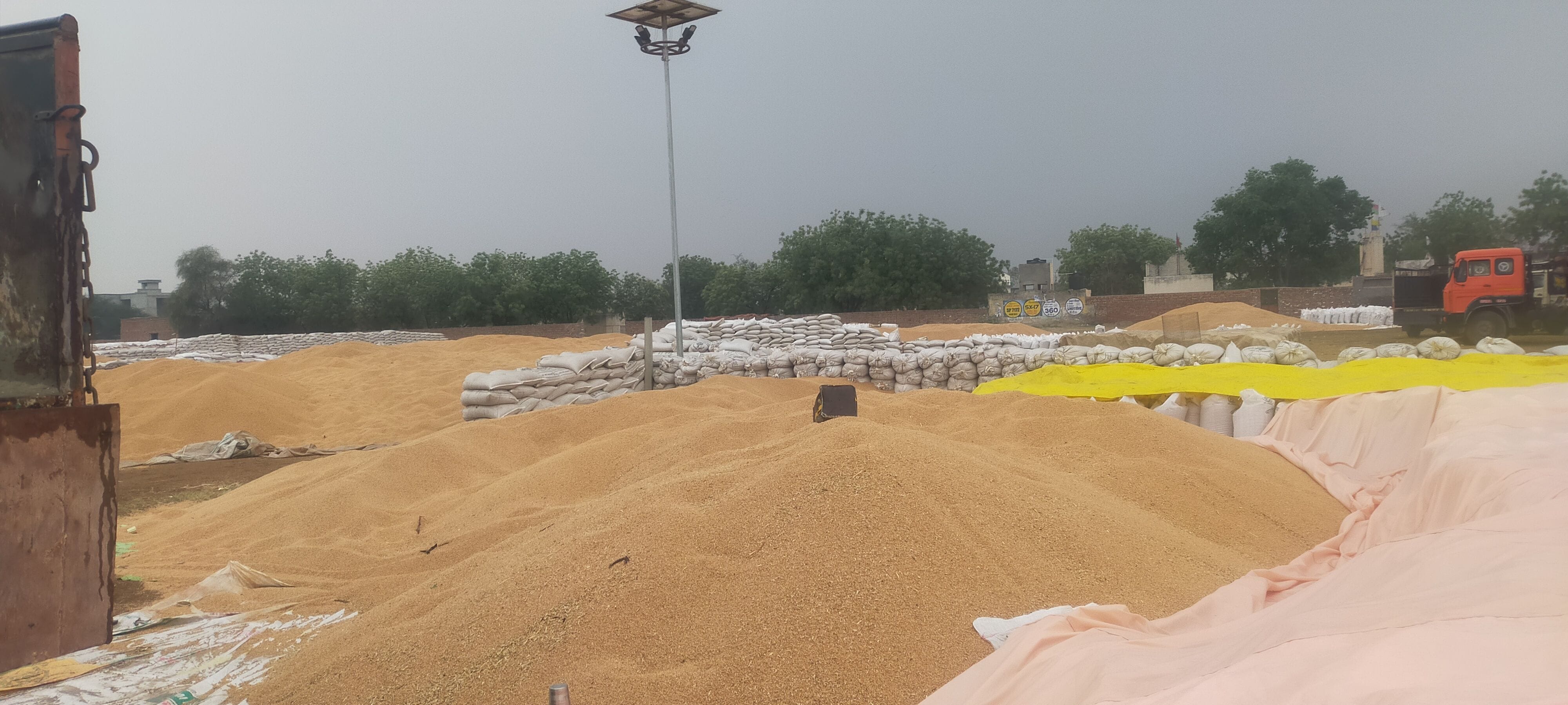 28 lakh quintals of wheat in the open, arrangement of tarpaulin shed