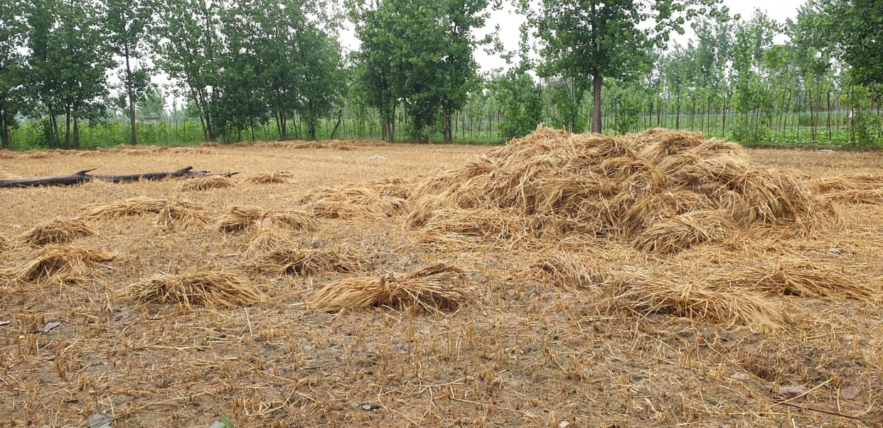 Wheat cut in rain-drenched fields