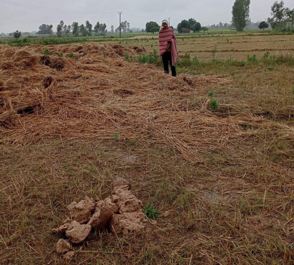 Harvested wheat crop soaked in rain, elephants created havoc