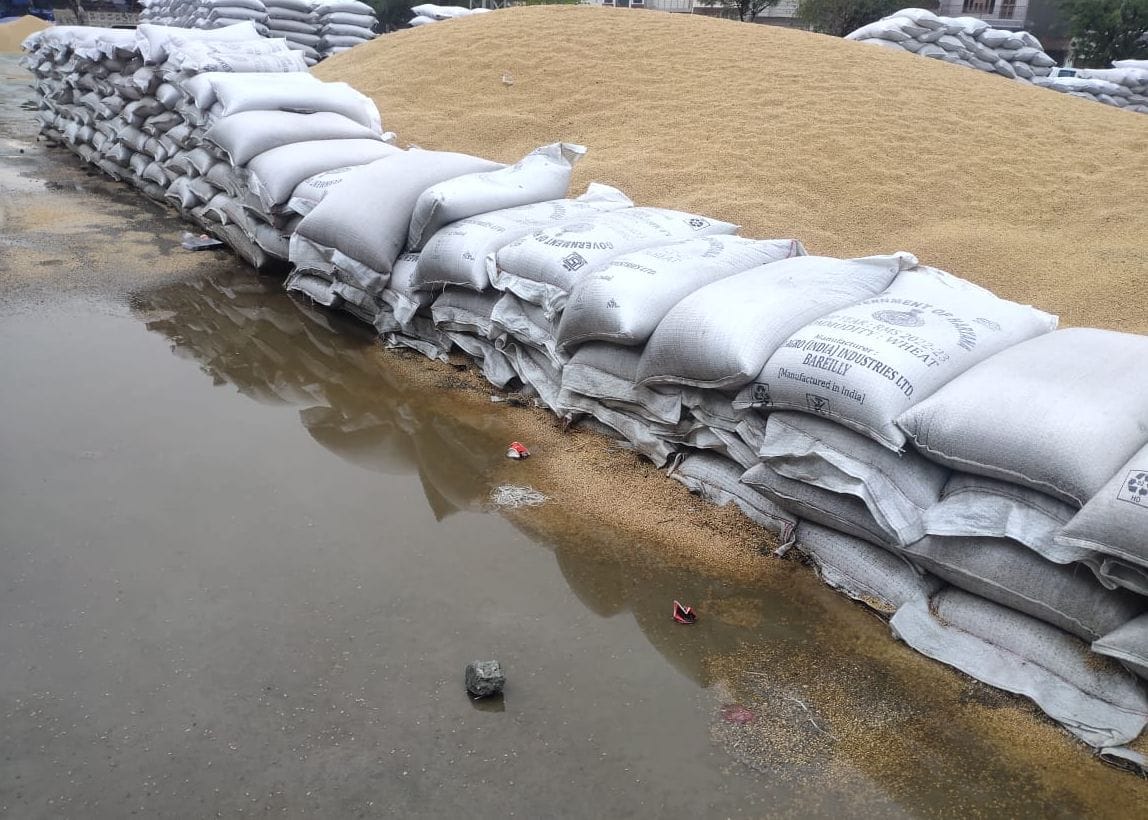 Rain wreaks havoc on 45 thousand tonnes of mustard and 40 thousand tonnes of wheat lying in the open