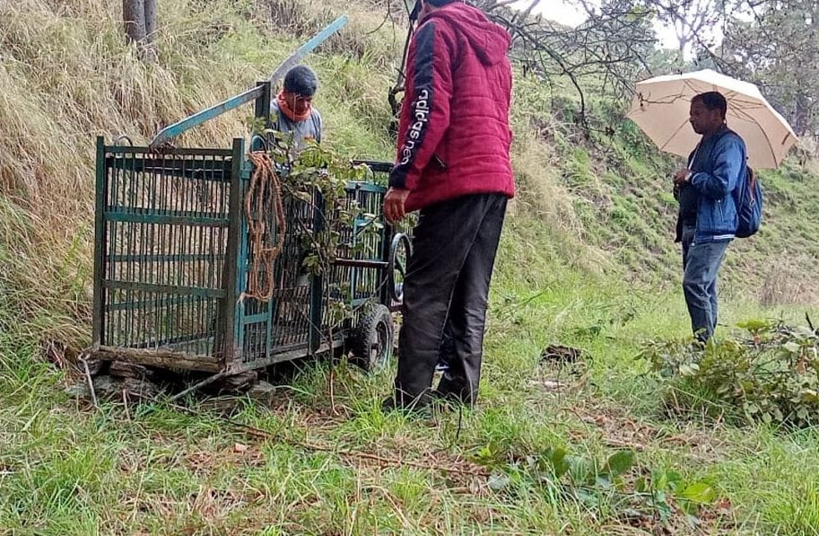 After killing the youth, now the leopard killed the goat