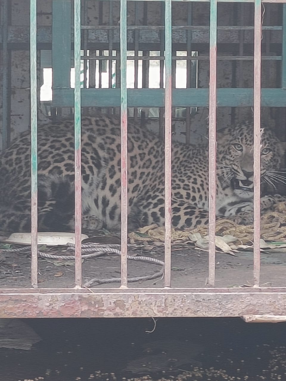 Leopard caught in Dahkhedi released in Shivalik hills