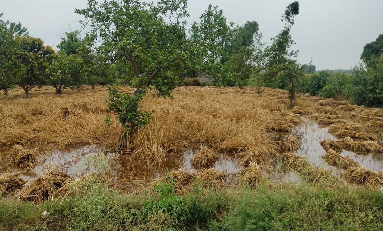 64.2 mm of rain in the district in two days, heavy damage to wheat crop