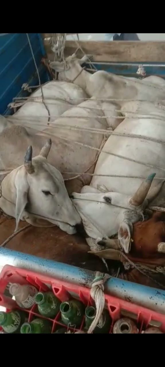 Police caught pickup loaded with cattle