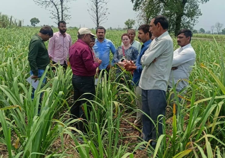 Increased outbreak of pyrilla insect, farmers worried