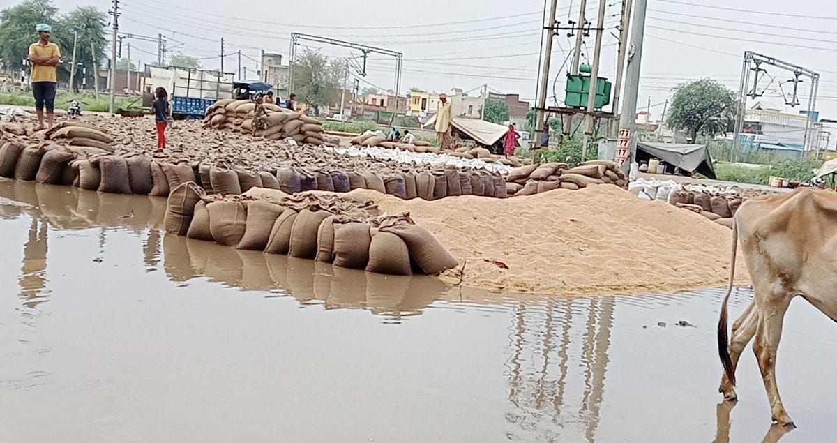 Rainfall in Fatehabad and Bhattu Kalan, wheat soaked in mandis, 20 pillars broken due to strong storm