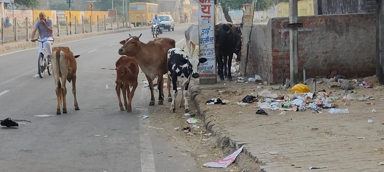 Desperate animal free city claim failed, flock on the streets