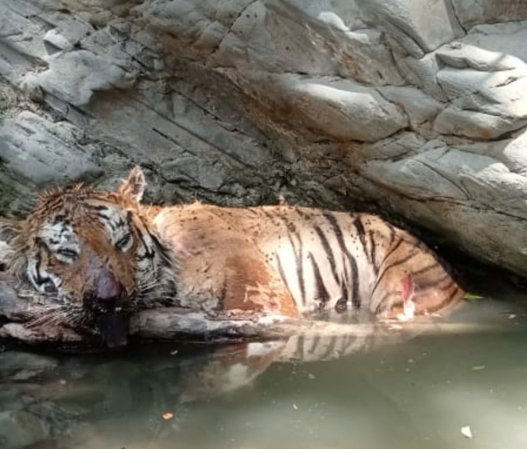 Tiger's body found in Nalkatta of Kalagarh