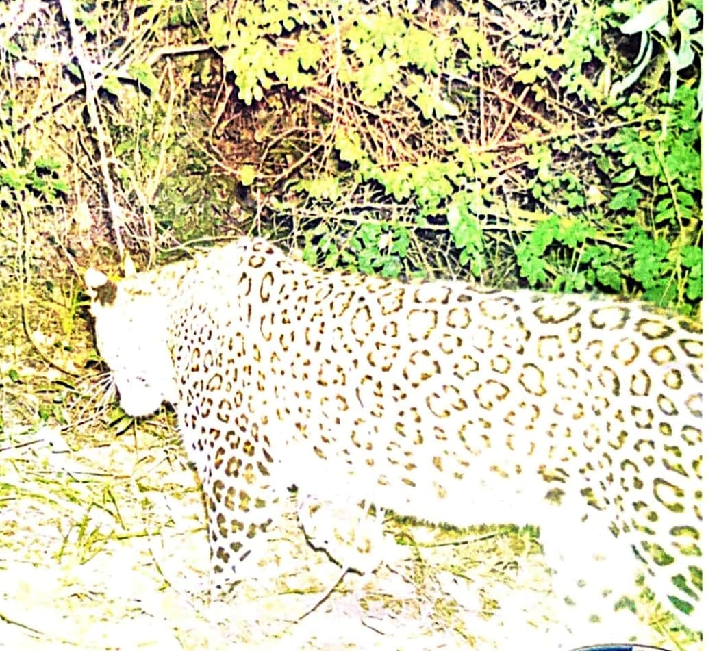 Guldar was seen in the camera trap installed in the fields