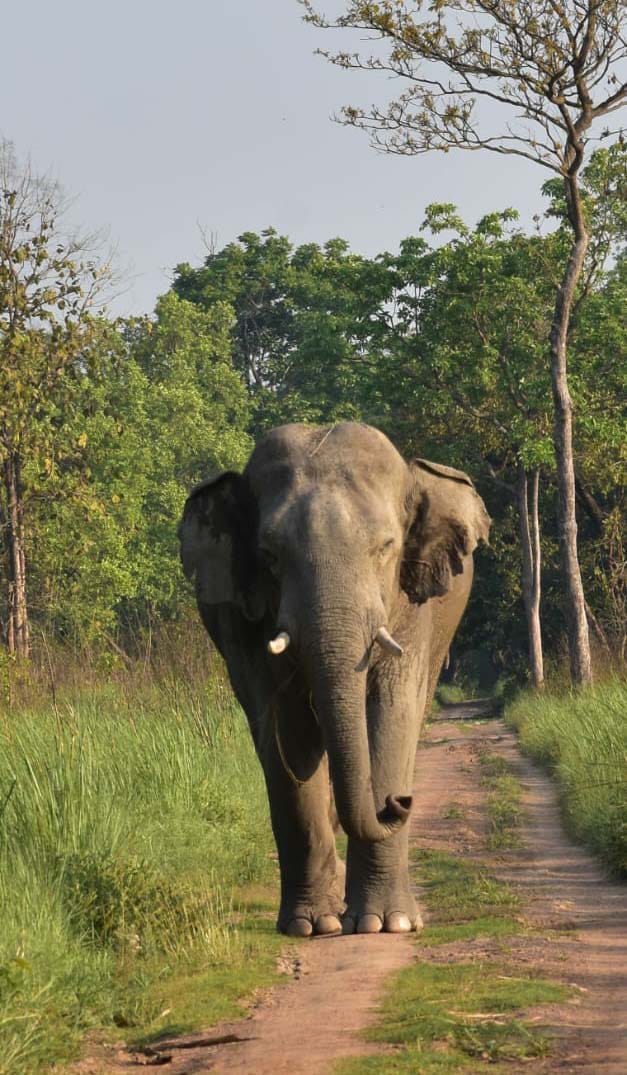 Herd of Nepali elephants again reached Dudhwa forest