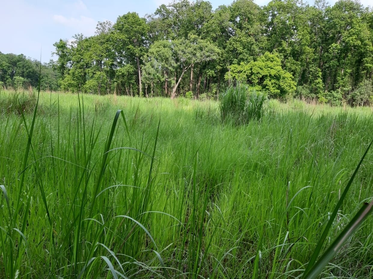 Dudhwa: The grasslands are being groomed so that the food chain is strengthened