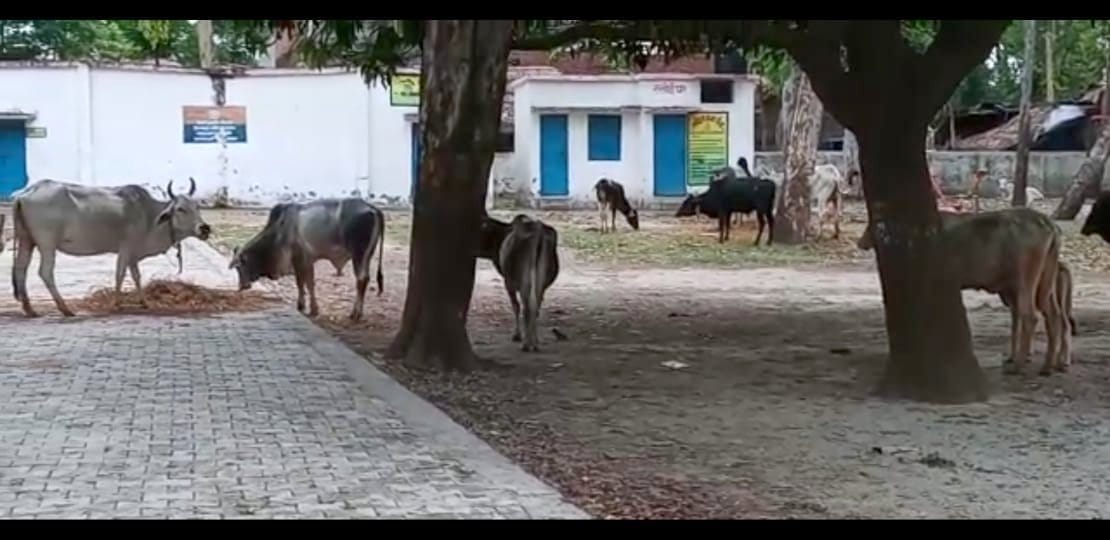 Tired of the attacks, the villagers closed the cow dynasty in the school