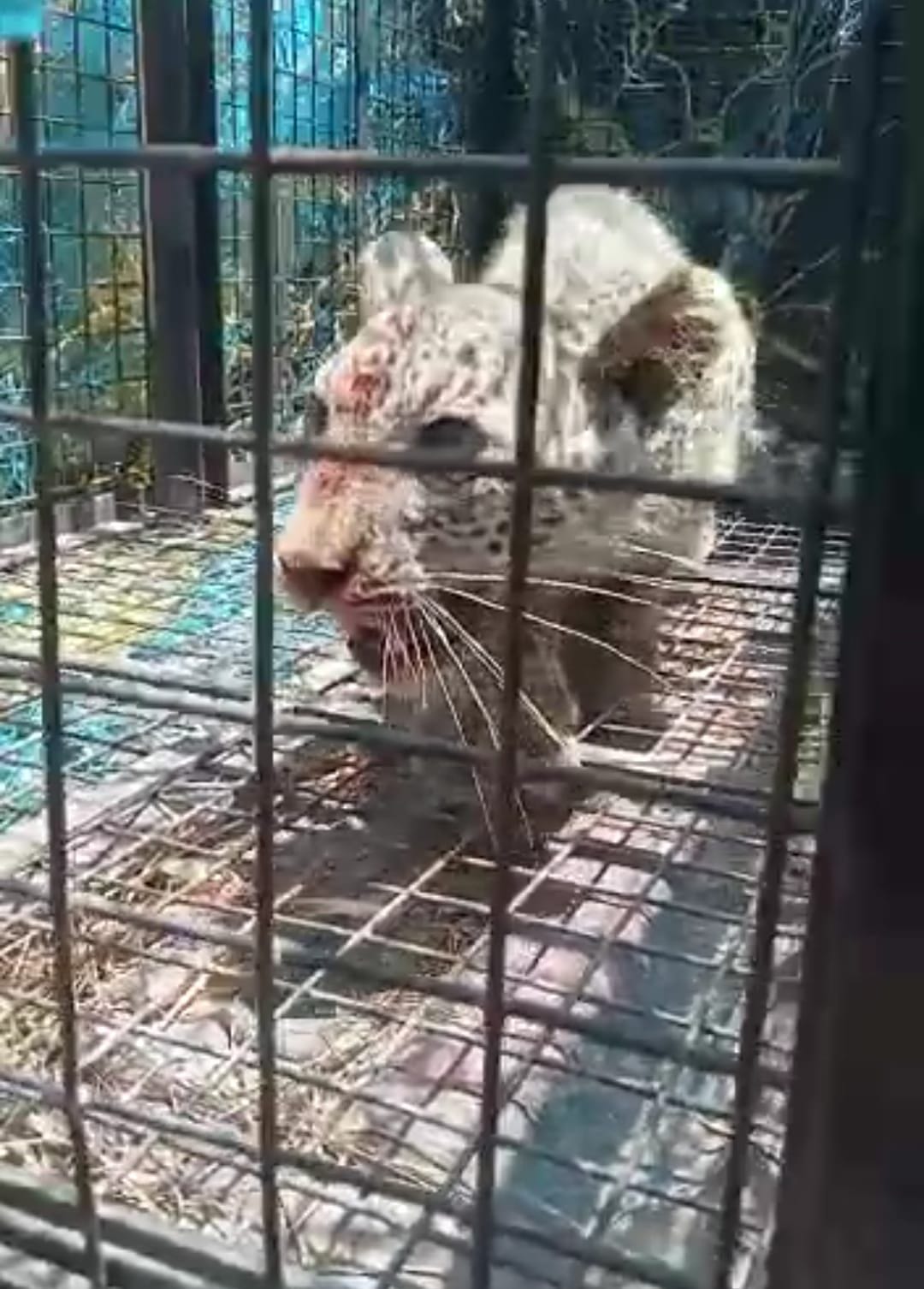 Leopard cub entered inside the temple, imprisoned in a cage