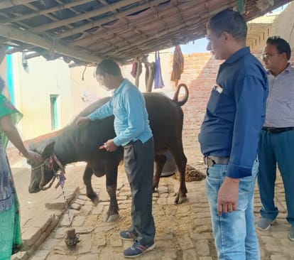 Six animals died, Animal Husbandry Department team reached the village