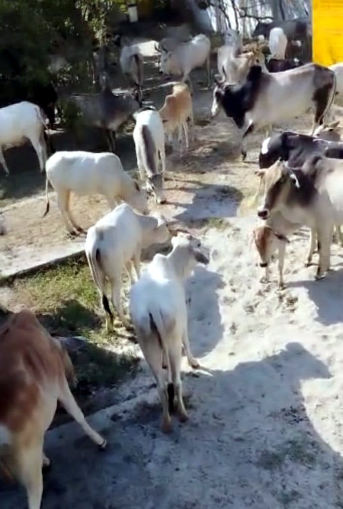 Angry farmers closed animal leave in school for the second time