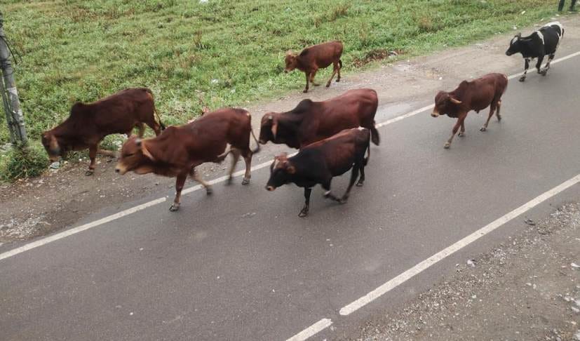 More Animals in Shantipuri