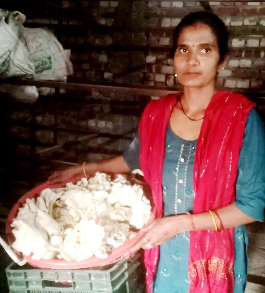 Farmers are earning good profit from Dhingri mushroom cultivation