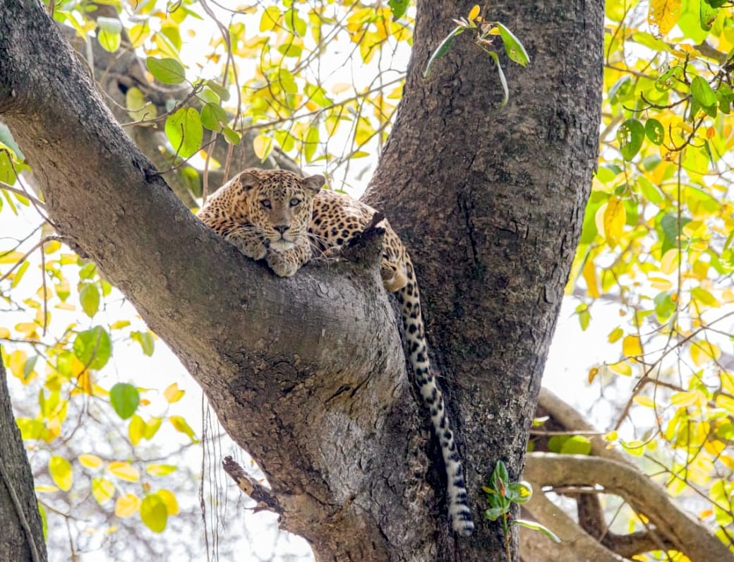 Jungle safari near Peelidam will make tourism special